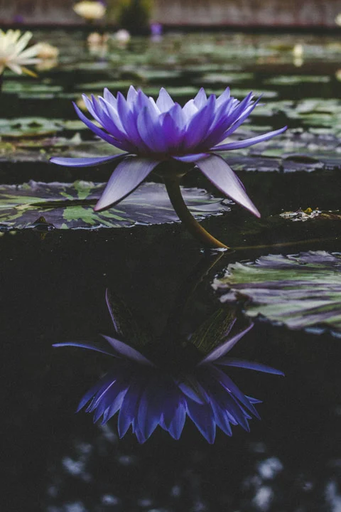 Purple waterrose